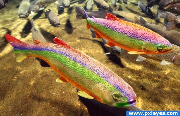 Colorful fish?